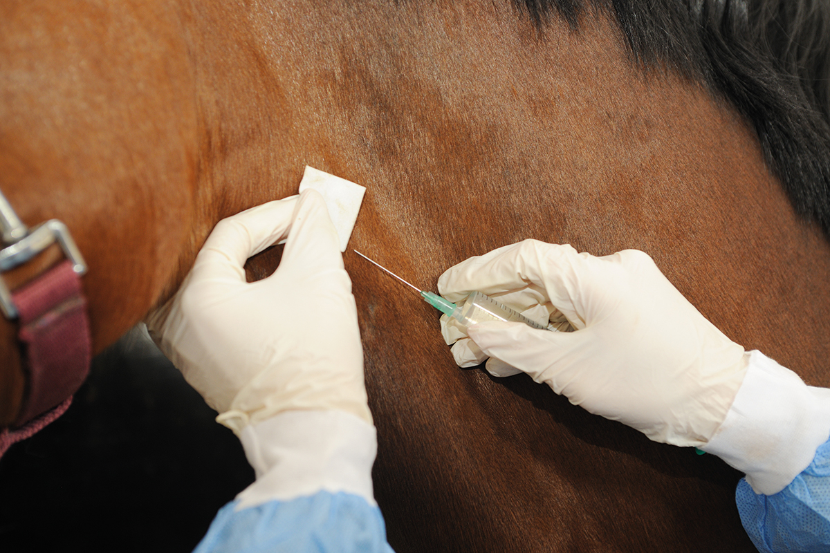 The Racing Foundation has again pledged £200,000 to fund equine scientific research with HBLB