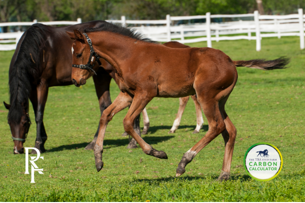 Thoroughbred Breeders Association releases video featuring Racing Foundation-funded carbon calculator